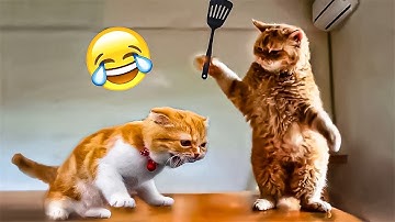 Funny Cats Compilation – Try Not to Laugh Challenge
