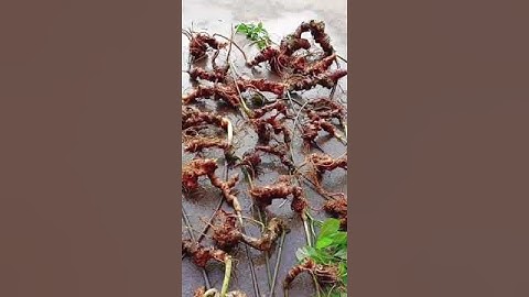 vừa xuống núi lô sâm rừng cực già đẹp 44 củ 3,6kg  #sâm_ngọc_linh_rừng #sâm_ngọc_linh_rừng