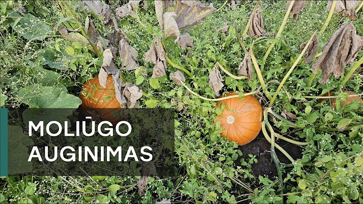 Moliūgo Auginimas