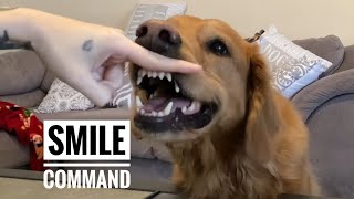 How to train your dog to “smile”