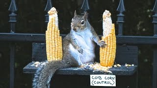 Do Squirrels Reject Genetically Modified Corn?
