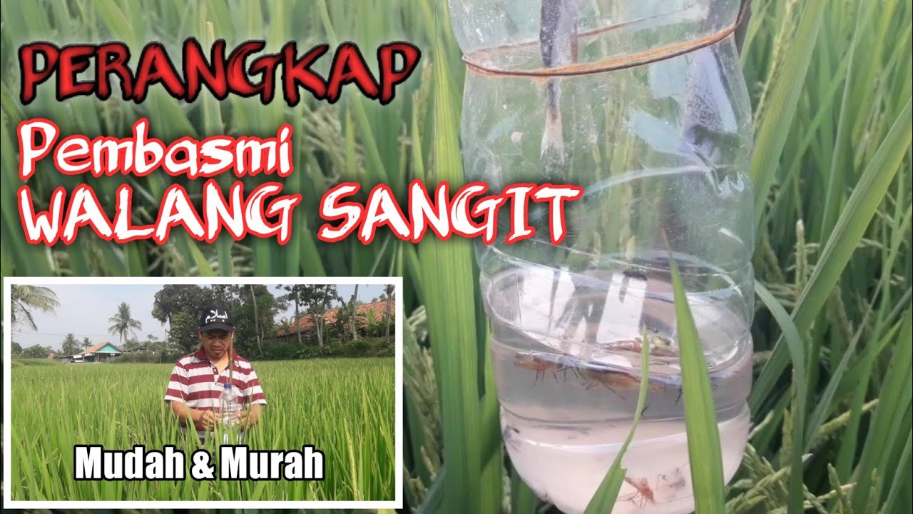 Perangkap PEMBASMI HAMA WALANG SANGIT untuk padi Mudah Perangkap PEMBASMI HAMA WALANG SANGIT untuk padi Mudah