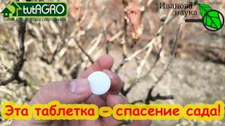 видео: ОБРАБОТКА САДА ПРОЩЕ, ДЕШЕВЛЕ и ДОСТУПНЕЕ. С этой ТАБЛЕТКОЙ весь сад в полном порядке. БЕЗ КУПОРОСА! картинка: ОБРАБОТКА САДА ПРОЩЕ, ДЕШЕВЛЕ и ДОСТУПНЕЕ. С этой ТАБЛЕТКОЙ весь сад в полном порядке. БЕЗ КУПОРОСА!