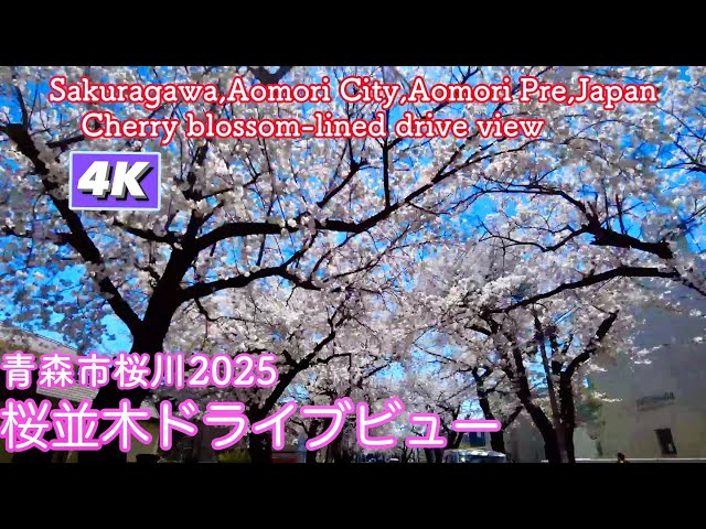 Aomori City Sakuragawa 2025] Cherry blossom-lined drive view 4K