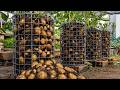 The Amish High Yield Stack Potato Method That Grows 100 Pounds In 4 Square Feet 