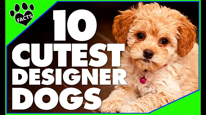 Designer Dogs 101: Today's Most Adorable Designer ...