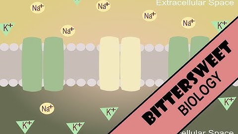 Neuron Resting Potential - Resting Membrane Potential