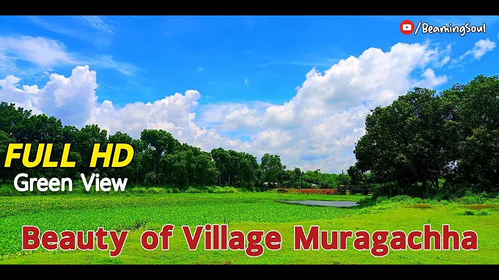 Watch the video about West Bengal|Nadia District |Muragachha|Golden Natural Beauty of Village|#Beamingsoul #Moumitaghosh