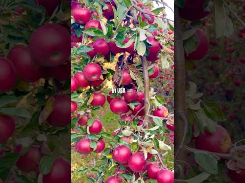 Amazing Apple Trees!🍎🍎
