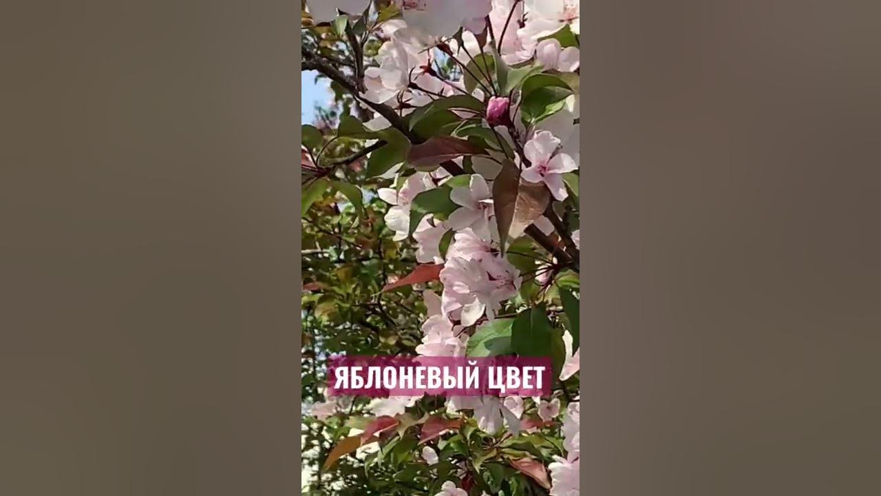 Почему зацвела яблоня в сентябре. Почему зацвела яблоня в сентябре
