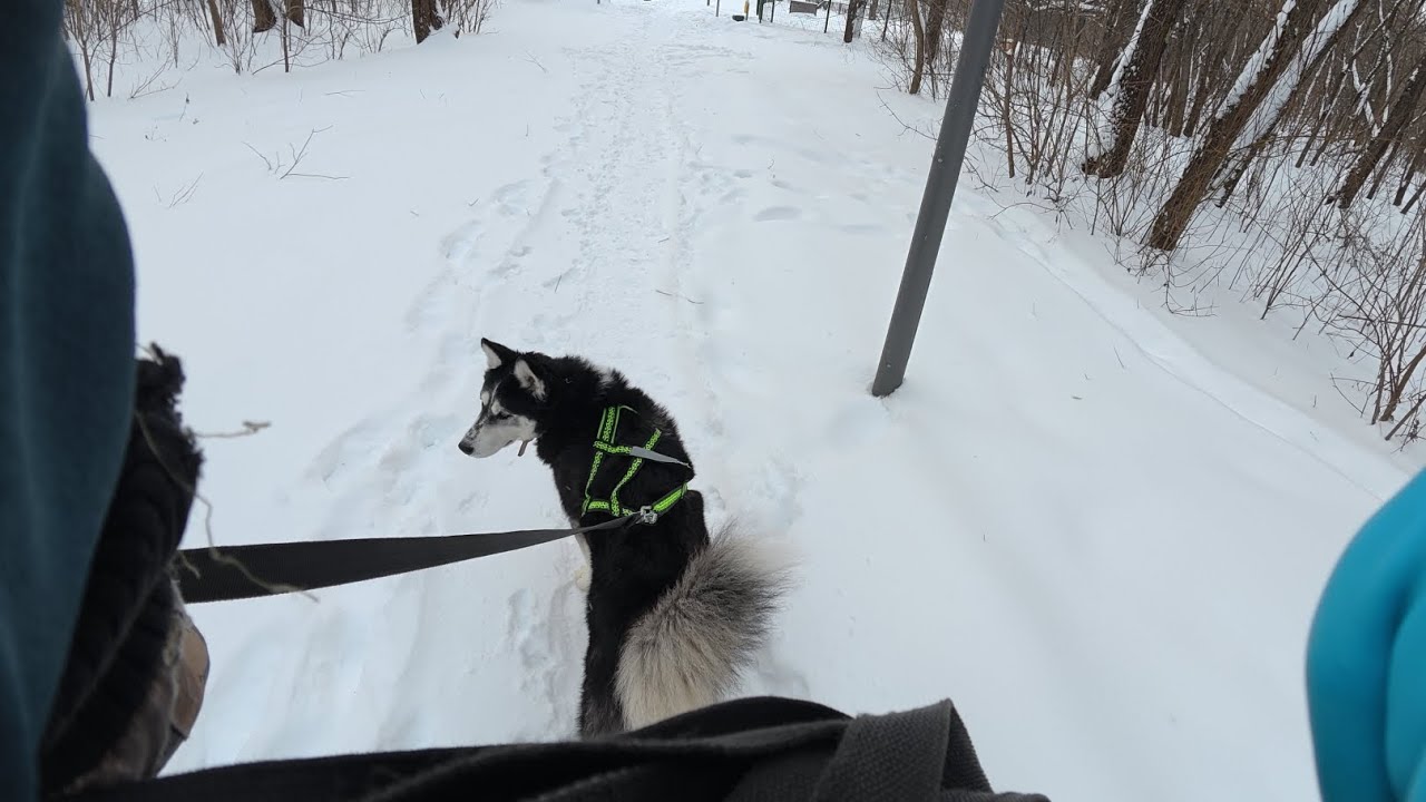 Идем с Хаски Диком в парк Братеевская пойма 11.01.26 часть 1