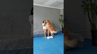 Nobody Expected the Dog to Jump Like THIS 😳🐕#shorts #viral