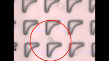 DLD Pillar Shape Design for Efficient Separation of Spherical and Non-spherical Bioparticles