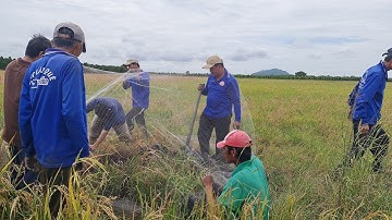 Đã Lâu Rồi Dượng 4 Ghé Thăm Đào Chuột Đồng Hấp Rượu Bóp Gỏi Chuối Sim.Góc Làng Quê#626