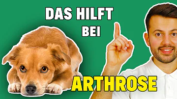 Wie kann ich meinem Hund bei Schmerzen helfen?