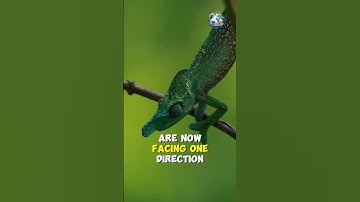 Discover the Hidden Secret of the Chameleon Hunter #animals #conservation #wildlife  #chameleon