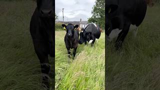 ÇOK NAZLISIN #shortvideo #shorts #youtubeshorts