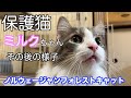 【保護猫ミルクちゃん】その後の様子★ノルウェージャンフォレストキャット