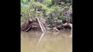 MENANGKAP IKAN ARAPAIMA DENGAN TOMBAK SEDERHANA,-AlurCerita