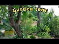 My green garden tour देखिए कैसा दिखता है मेरा गार्डन #gardentour