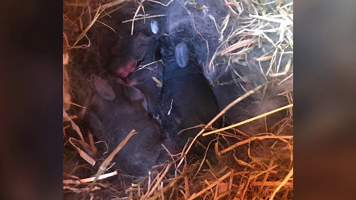 Continental giant rabbit babies