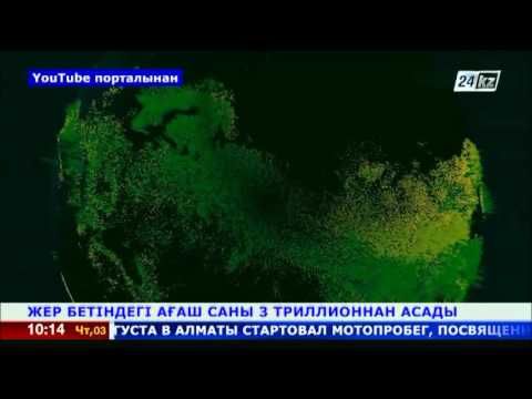 Бейне: Кібісе жылда қанша күн бар екенін білесіз бе?