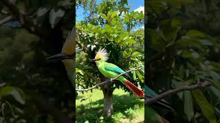 Download Lagu alunan merdu suara cak ijo jambul putih#birds #birdsounds #animals MP3