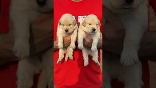 golden retriever puppy #shortsfeed #shortvideo #dogshorts #doglovercommunity #youtubeshorts