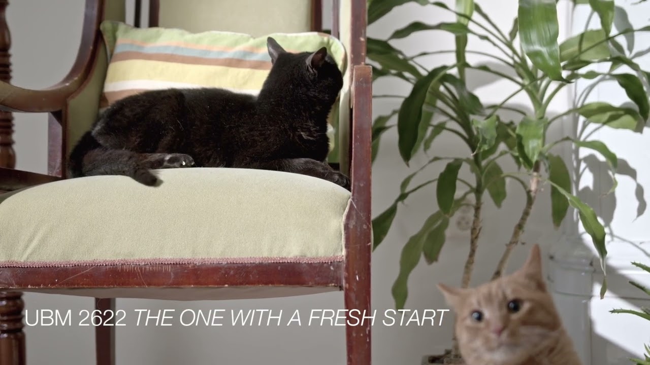 UBM 2622 Piano Plus One | Daniel Elias Brenner