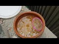 How To Culture Water Worm for Fish Food