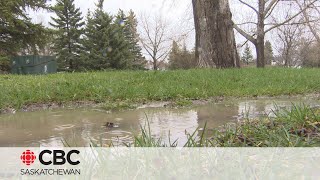 'Multi-million dollar rain' revives soil in southern Saskatchewan ahead of farm season