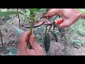 Very Easy Mango Grafting | আমের খুব সহজ কলম পদ্ধতি | Multiple Variety of Mango in One Tree