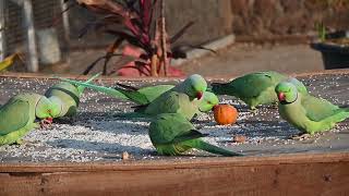 All indian ringnick parrot //parrot natural voice