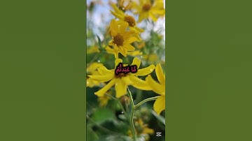 سورة الكافرون بصوت العجمي | تلاوة مميزة تهز القلوب
