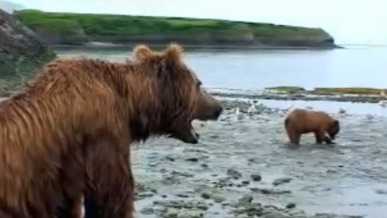 Brown Bear Hunts for Fish David Attenborough BBC Studios YouTube