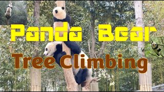 Panda Bear   Tree Climing training