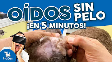¿Cómo limpian los peluqueros las orejas de los perros?