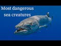 Most dangerous sea creatures