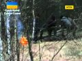 В Олевському районі вирізають дуби