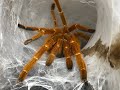 OBT Pairing and Husbandry