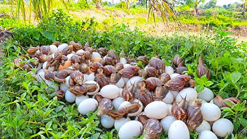 wow top videos - harvest duck eggs and snails a lot under grass at field by hand a farmer skills