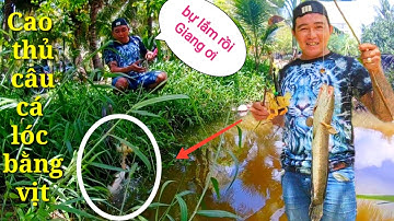 Câu cá lóc bằng vịt ở miền tây gặp cá lóc khủng với những cú táp hấp dẫn ✅ | THẰNG LỐP TV