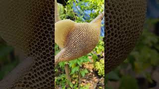 รังสวยมากแหละ 🙃 #ผึ้งมิ้ม #ผึ้ง #แมว #คนป่า #บ้านสวน