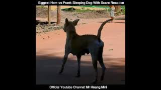 Prank Super Big Dog Horn Prank Sleeping Dogs - Funny