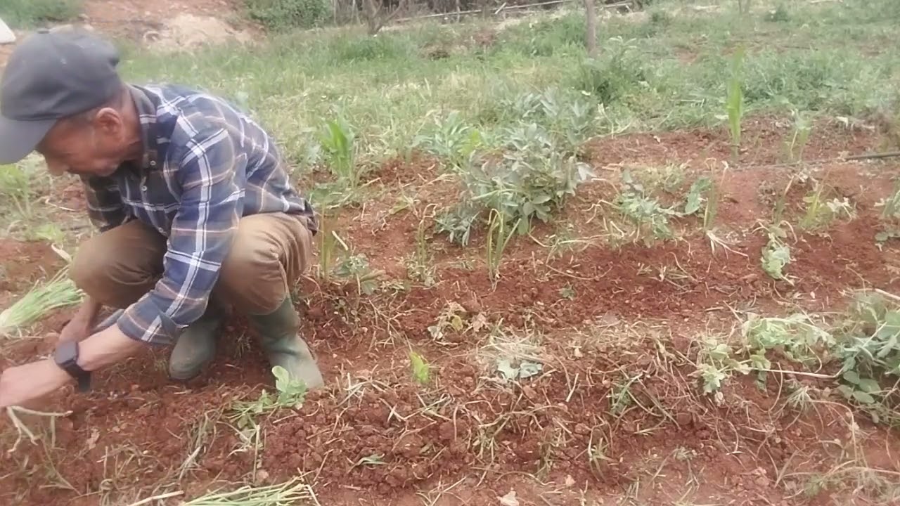 زراعة  البصل الأحمر  plantation des oignons rouges
