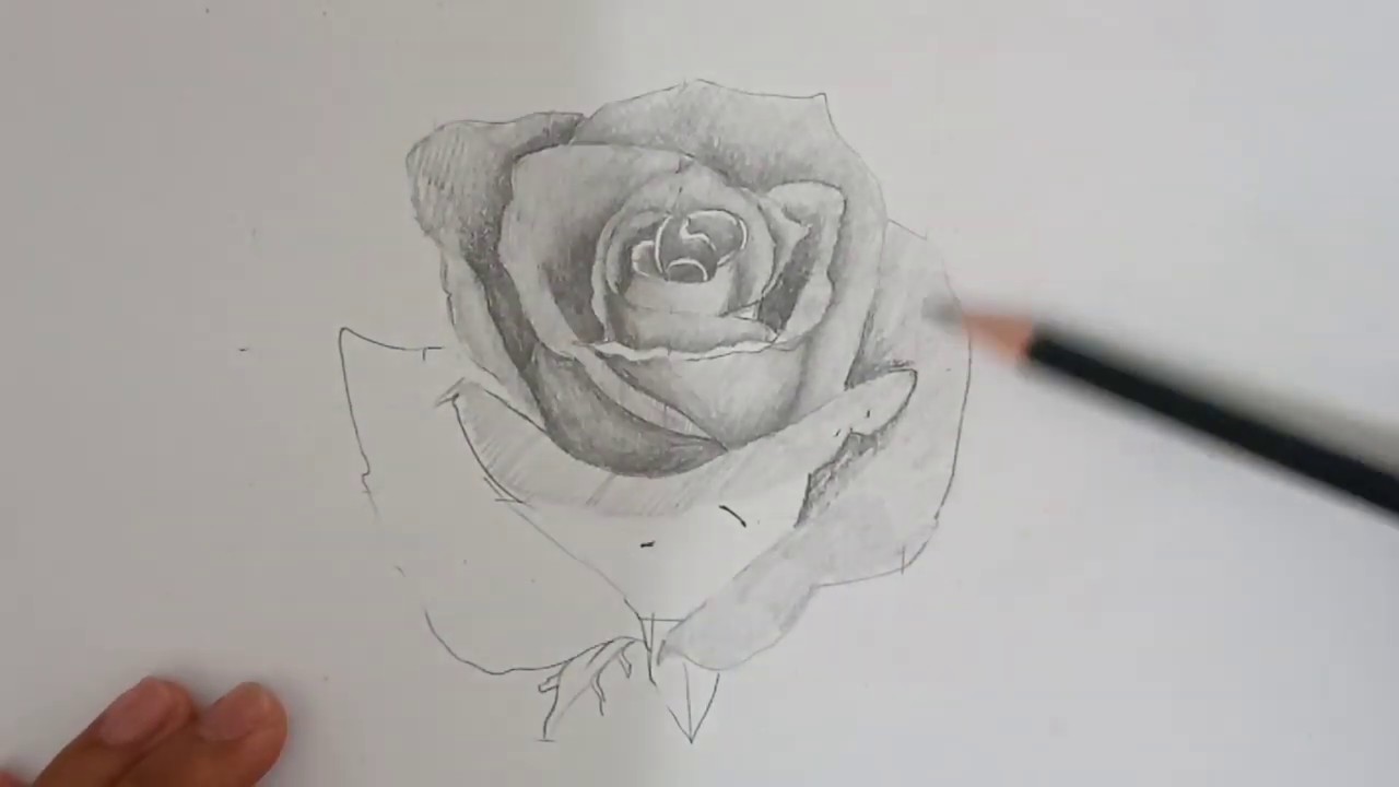 Tutorial Menggambar Bunga Mawar Untuk Pemula Youtube