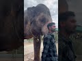 ಶೃಂಗೇರಿ ಆನೆ 🐘🐘