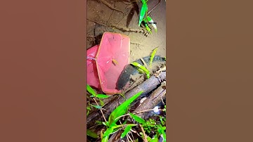 Cá Lớn - dùng vợt bắt cá lóc thật dễ dàng 🤩 #khacthuyvlogg