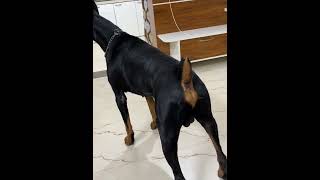 Doberman #dog #artificialinsemination #vet #doglover #pets #grooming #pomeranian #dogtraining #puppy