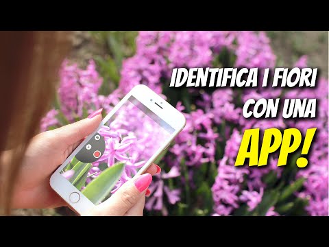 Video: Come Identificare Una Pianta D'appartamento